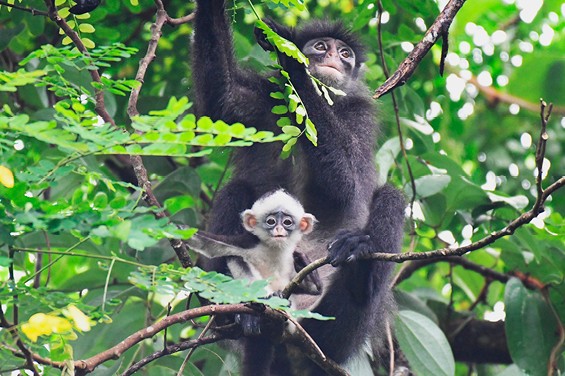 protecting-singapores-rarest-primate